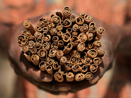 Madagascar cinnamon