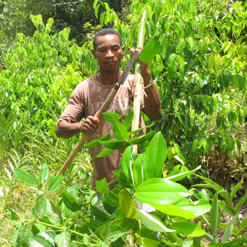 Producer of spices in Madagascar