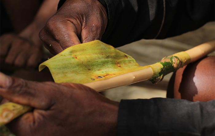 farmers remove the cinnamon bark delicately