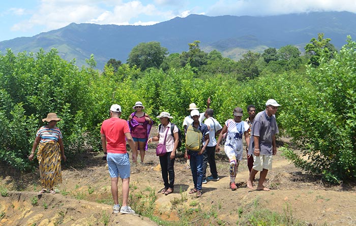 Baies roses de Madagascar et de l'ile de la Réunion