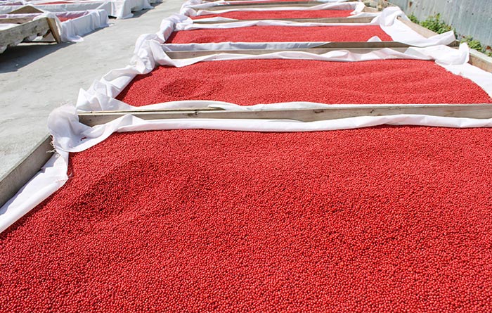 Pink peppercorns (schinus terebenthifolius), madagascar