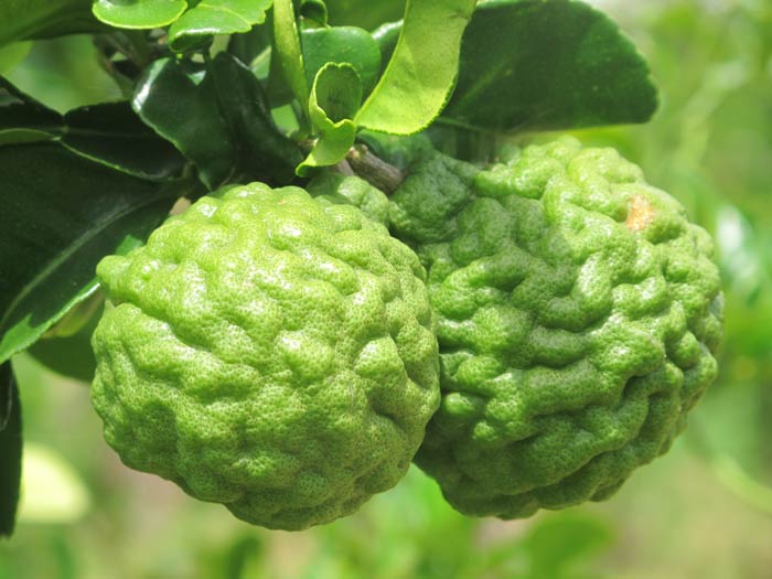 kaffir limes harvest