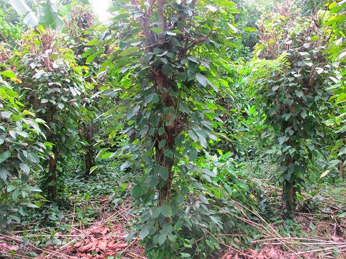 Lianes plantation poivre