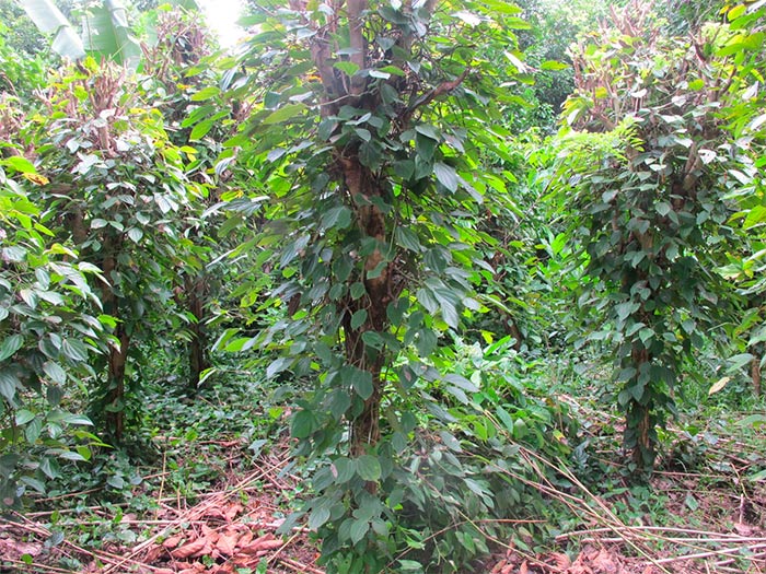 pepper vines