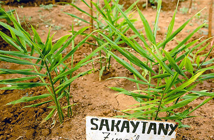 Producteur d'huile essentielle de gingembre de Madagascar