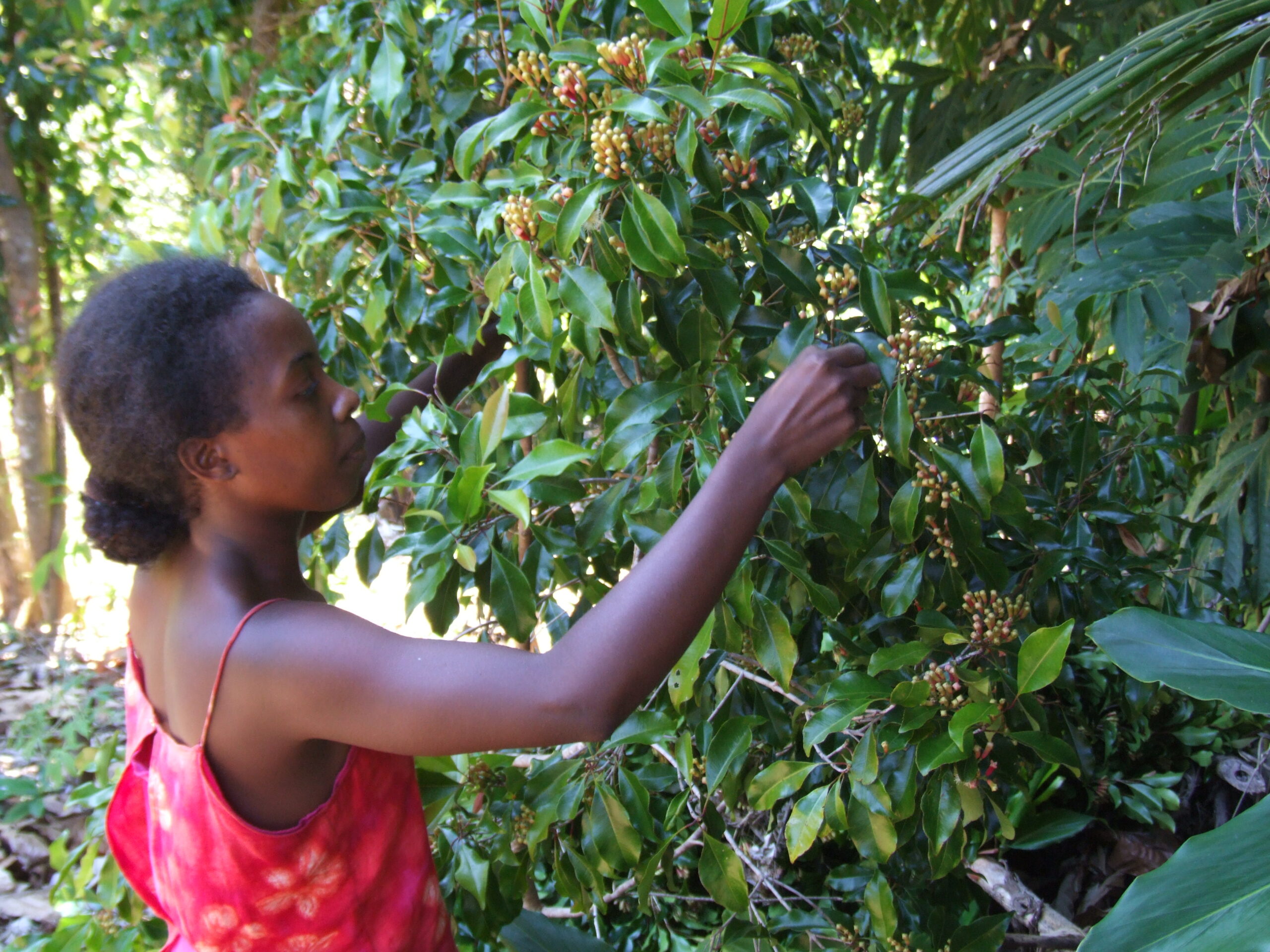 Producteur d'épices bio de Madagascar | Certifications et Engagements